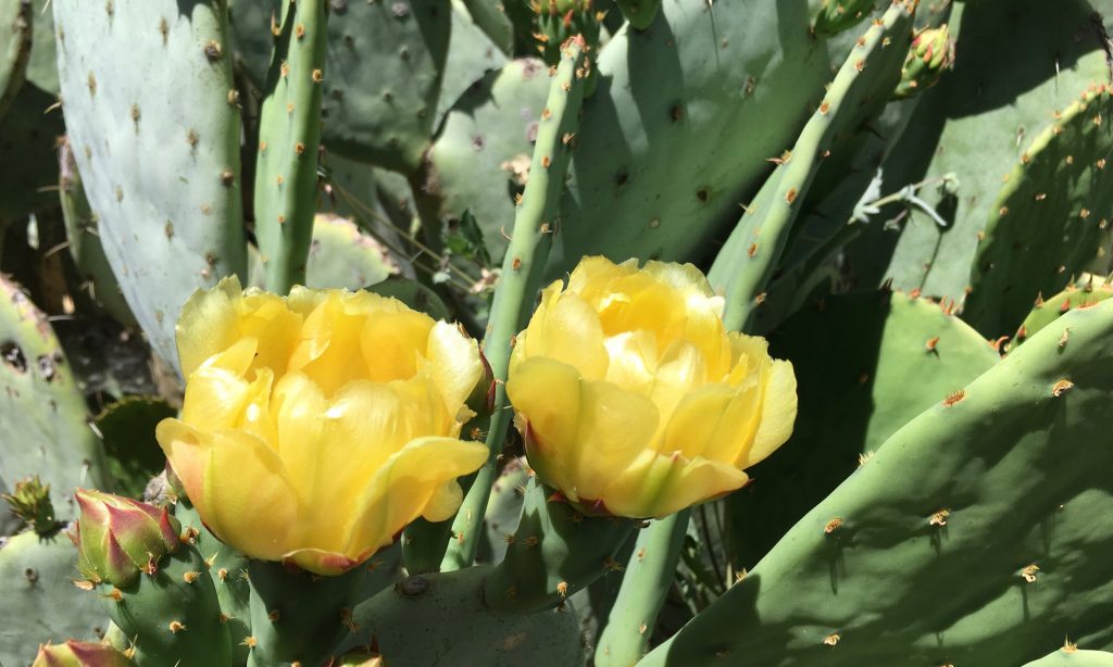 prickly pear in bloom