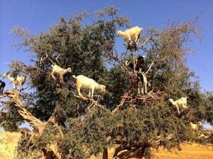 Goats eating argan oil nuts in trees