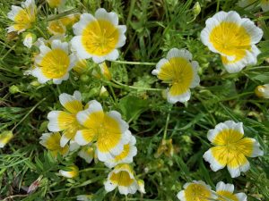 meadowfoam flowers